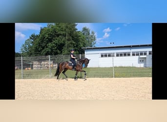 Caballo castrado 3 años