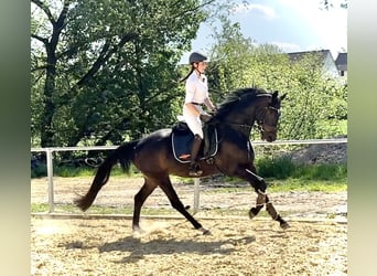 Hannoveraan, Merrie, 5 Jaar, 165 cm, Zwartbruin, in Dransfeld