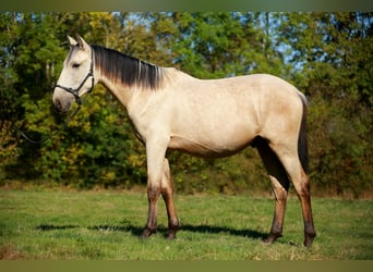 PRE, Stallion, 2 years, 15.2 hh, Dun, in CAUMONT,