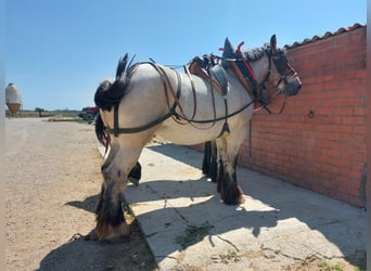 Other Breeds, Mare, 6 years, 17 hh, White, in Berga, Barcelona,
