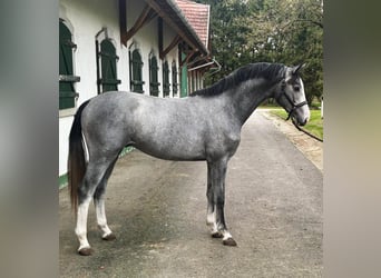 KWPN, Ogier, 2 lat, 166 cm, Siwa, in Murska Soboda,