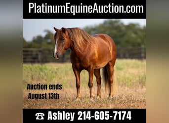 American Quarter Horse, Stute, 8 Jahre, 124 cm, Rotbrauner, in Weatherford TX,