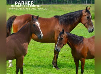 Missouri Foxtrotter, Castrone, 8 Anni, 142 cm, Baio ciliegia, in Park Hills, MO,