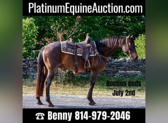 American Quarter Horse, Gelding, 10 years, 15.1 hh, Roan-Bay, in Everett PA,