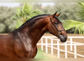 JAMINO TORRELUNA, PRE, Stallion, Brown, in El Catllar,