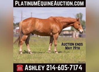 American Quarter Horse, Wallach, 11 Jahre, 160 cm, Rotfuchs, in Weatherford TX,