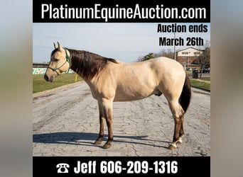 Quarter horse américain, Hongre, 5 Ans, 160 cm, Isabelle, in Middletown OH,
