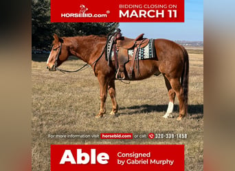 Quarter horse américain, Hongre, 16 Ans, 150 cm, Alezan cuivré, in Cannon Falls,