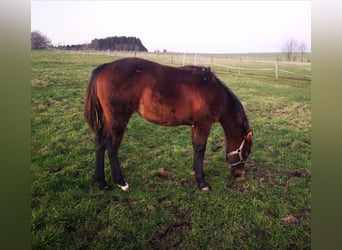 Paint Horse, Étalon, 1 Année, 155 cm, Bai brun foncé, in Bastogne,