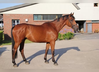 Holsteiner, Wallach, 5 Jahre, 178 cm, Brauner, in Borsfleth,