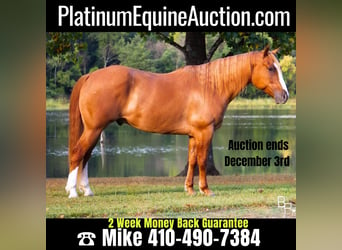 Quarter horse américain, Hongre, 9 Ans, Alezan dun, in Moutain Grove MO,