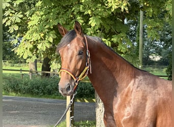 Niemiecki koń sportowy, Ogier, 2 lat, 166 cm, Gniada, in Löningen,