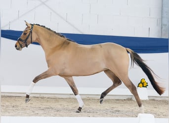 Niemiecki kuc wierzchowy, Klacz, 3 lat, 146 cm, Bułana, in Marsberg