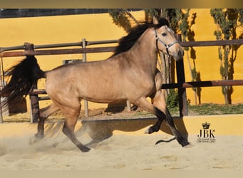 PRE, Stallion, 5 years, 15 hh, Dun, in Tabernas Almeria,
