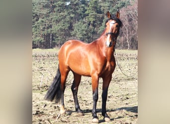 Andalusian Mix, Gelding, 8 years, 15.2 hh, Brown, in uelsen,