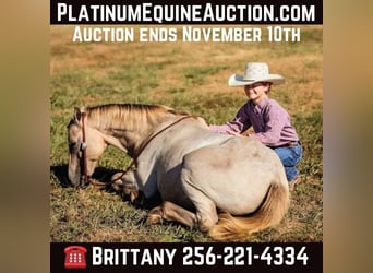 American Quarter Horse, Ruin, 14 Jaar, 124 cm, Champagne, in Mt Hope Al,