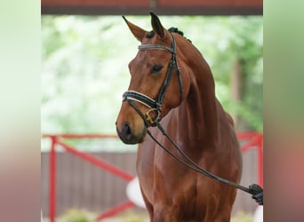 Duits sportpaard, Merrie, 4 Jaar, 168 cm, Bruin, in Münster-Handorf