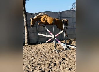 Polnisches Halbblut, Stute, 3 Jahre, 158 cm, Palomino, in Dobrosz&#xF3;w Ole&#x15B;nicki