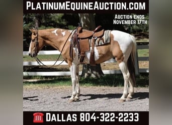 American Quarter Horse, Wałach, 7 lat, 152 cm, Tobiano wszelkich maści, in Camp Verde AZ,