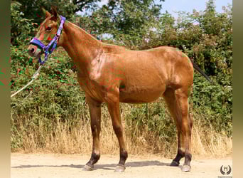 Caballo de deporte español, Yegua, 1 año, 145 cm, Castaño oscuro, in Navalperal De Pinares