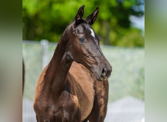 Westphalian, Mare, Foal (03/2026), Black, in Mnster-Handorf