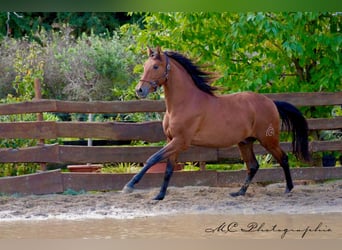 PRE Mix, Hengst, 3 Jahre, 163 cm, Brauner, in Polenz