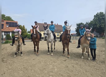 Suchen Reitlehrer/in für bis zu 20Std/Wo in besonderem Verein in HBS!