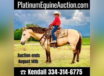 Quarter horse américain, Hongre, 9 Ans, 132 cm, Buckskin, in Huntland Tn,