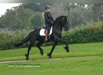 Friesian horses, Stallion, 4 years, 15.3 hh, Black, in Mijnsheerenland,