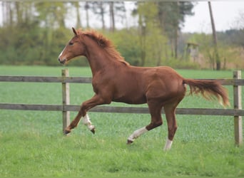 Westphalian, Stallion, 1 year, Chestnut-Red, in Herzebrock-Clarholz,