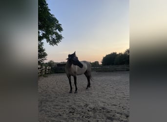 Konik, Caballo castrado, 6 años, 145 cm, in Berlin,