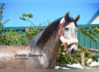 PRE, Stallion, 4 years, 15.2 hh, Gray-Dapple, in Vejer de la Fronteara,