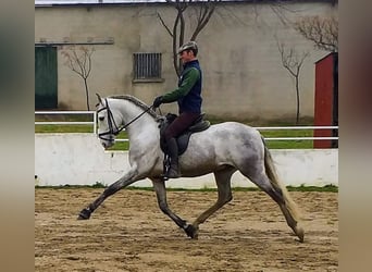 PRE Mix, Stallion, 9 years, 15.2 hh, Gray, in Madrid,
