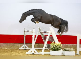 Plus de chevaux à sang chaud, Jument, 3 Ans, 143 cm, Noir, in Waddinxveen,