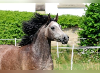 Arabian horses, Gelding, 3 years, 14.3 hh, Grey, in Ammerbuch