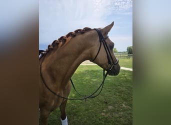 Belgische Rijpony, Ruin, 7 Jaar, 148 cm, Vos, in Poperinge