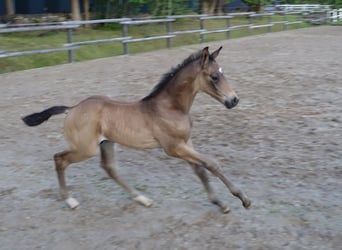 Trakehner, Hengst, 1 Jahr, Buckskin, in RuilaRuila