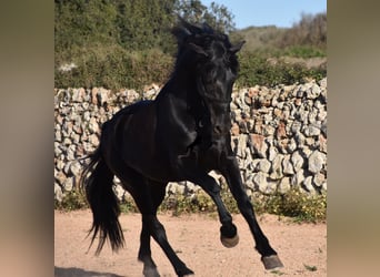 Menorquin, Stallion, 4 years, 14.3 hh, Black, in Menorca,