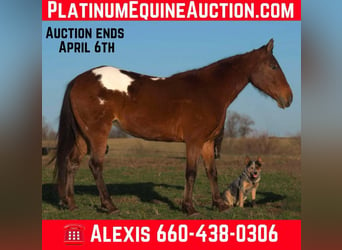 Appaloosa, Stute, 7 Jahre, 137 cm, Rotbrauner, in Camp Cole, MO,