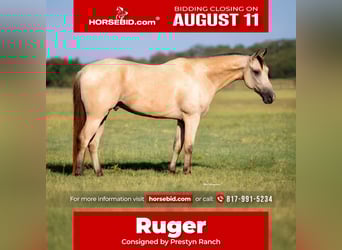 American Quarter Horse Mix, Gelding, 5 years, 15 hh, Buckskin, in Weatherford, TX