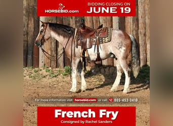 Quarter pony, Hongre, 10 Ans, Rouan Rouge, in Joshua, TX,