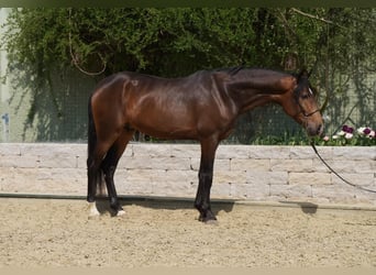 Andaluces, Caballo castrado, 5 años, 160 cm, Bayo, in Krumbach
