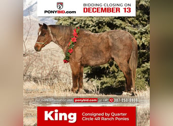 Plus de poneys/petits chevaux, Hongre, 15 Ans, 127 cm, Rouan Rouge, in Cody, WY,