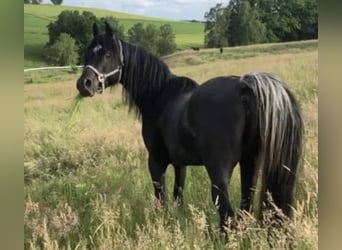 Ägyptischer Araber, Hengst, 7 Jahre, 152 cm, Rappe, in Haunetal