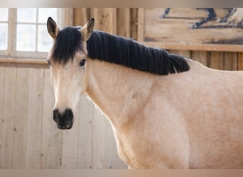 Majestad cel