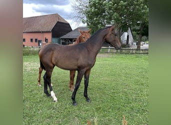 Mare 1 year