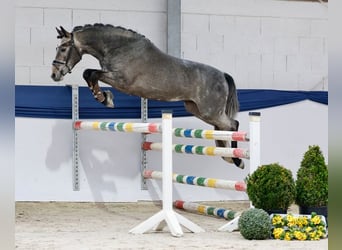 German Riding Pony, Gelding, 3 years, 14,1 hh, Grey, in Marsberg