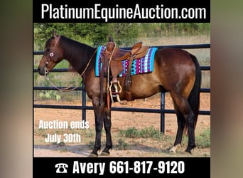 American Quarter Horse, Wallach, 8 Jahre, 155 cm, Rotbrauner, in Stephenville TX,