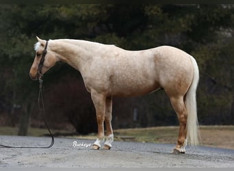 American Quarter Horse, Wallach, 5 Jahre, 152 cm, Palomino, in Millersburg,
