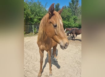 Appaloosa, Merrie, 2 Jaar, 152 cm, Vos, in Rehden,